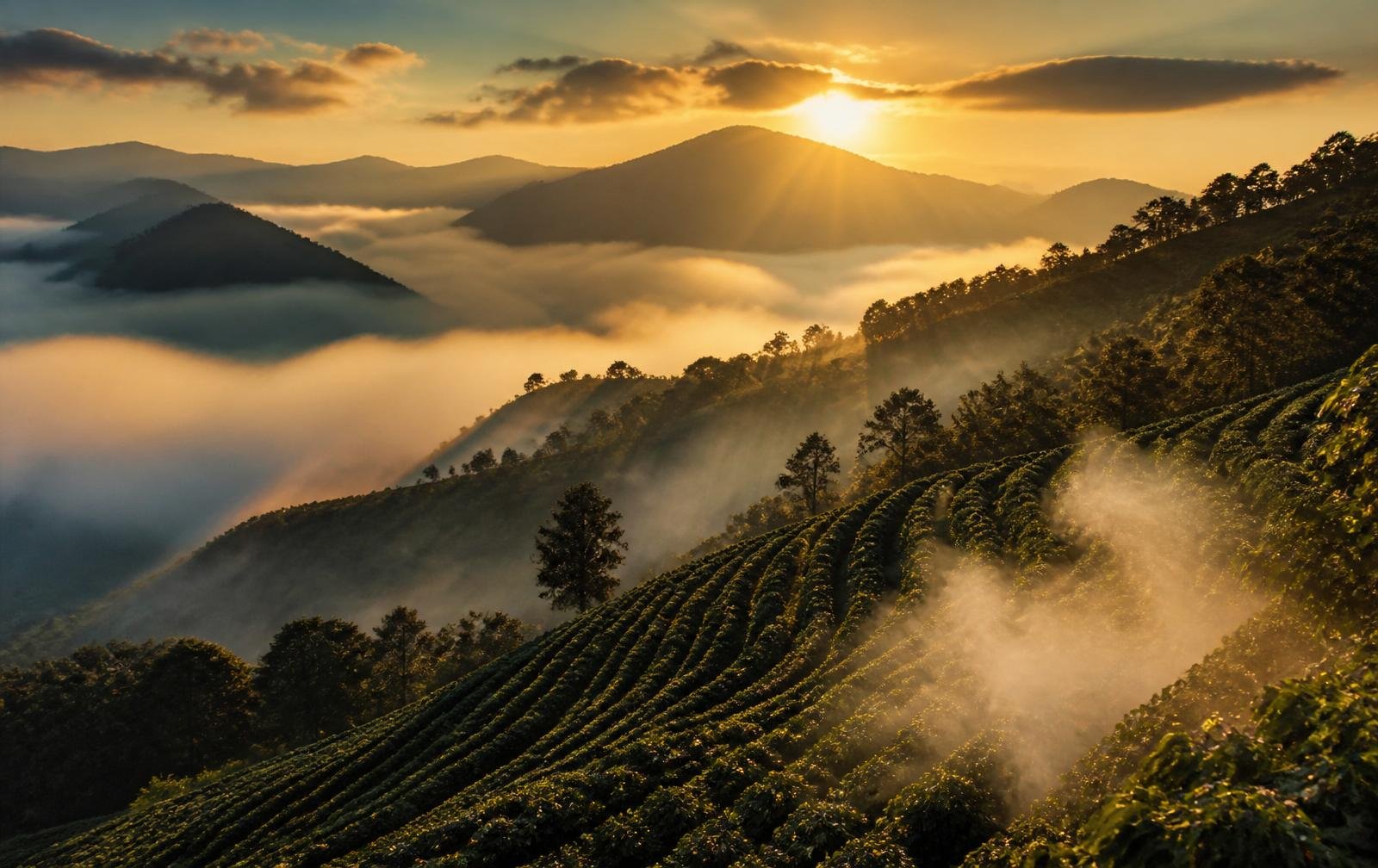 Amanhecer sobre as montanhas e plantações de café de Brejetuba, Espírito Santo